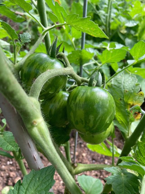 不太成熟的西红柿适合什么温度保存「番茄种植太热怎么办呢」 不太成熟的西红柿适合什么温度保存「番茄种植太热怎么办呢」 植物种类