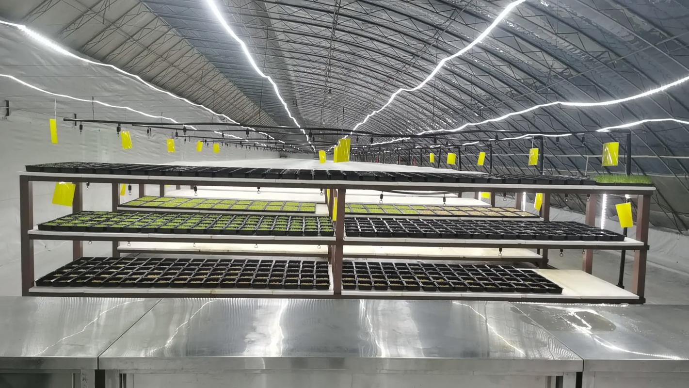 蔬菜大棚怎么建造「大棚蔬菜种植方法与技巧视频」 蔬菜大棚怎么建造「大棚蔬菜种植方法与技巧视频」 番茄病虫害防治