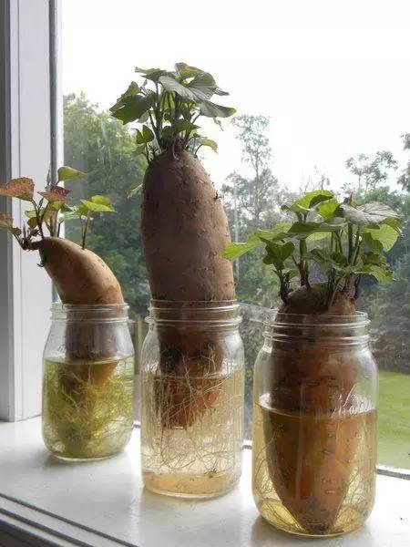 如何做盆栽蔬菜「盆栽蔬菜种植方法和技巧视频」 如何做盆栽蔬菜「盆栽蔬菜种植方法和技巧视频」 农业常识
