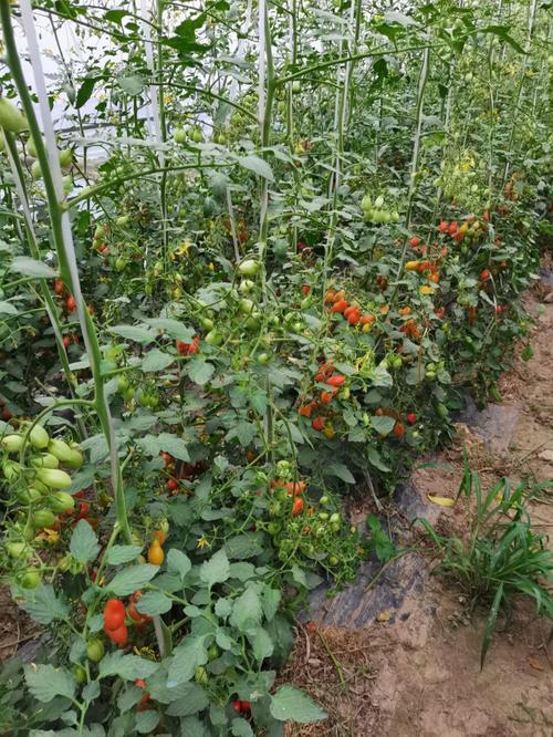 大棚有西红柿早晚疫病怎么处理灭菌「小番茄种植要怎么灭菌呢」 大棚有西红柿早晚疫病怎么处理灭菌「小番茄种植要怎么灭菌呢」 植物种类