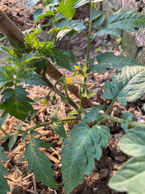 西红柿压秧法「小番茄种植要怎么灭菌呢」 西红柿压秧法「小番茄种植要怎么灭菌呢」 土壤施肥
