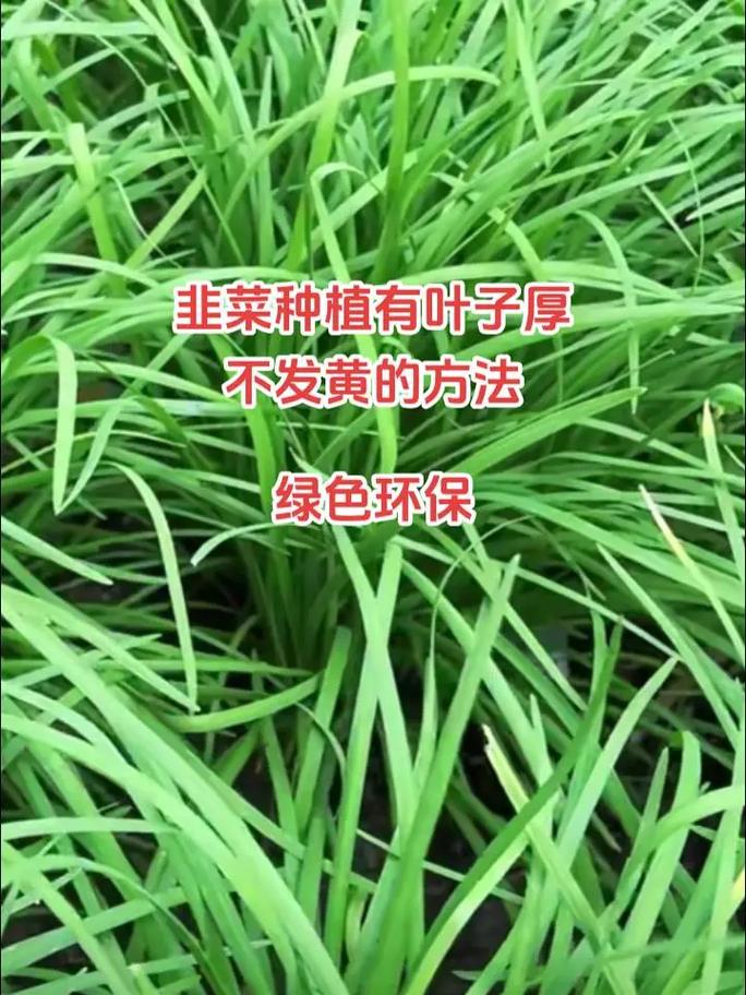 哪些蔬菜是真正的绿叶蔬菜「番茄和韭菜怎么种植视频」 哪些蔬菜是真正的绿叶蔬菜「番茄和韭菜怎么种植视频」 植物种类