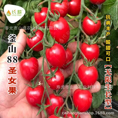 番茄安妮娜品种如何「番茄种子安妮娜怎么种植的」 番茄安妮娜品种如何「番茄种子安妮娜怎么种植的」 花朵知识