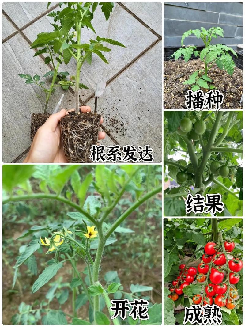 保护地番茄如何播种「番茄怎么种植苗子视频」 保护地番茄如何播种「番茄怎么种植苗子视频」 土壤施肥