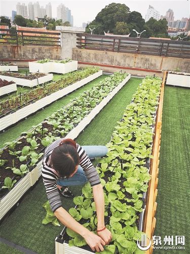 自己家楼顶种菜多年犯法吗「天台蔬菜种植小技巧图片大全」 自己家楼顶种菜多年犯法吗「天台蔬菜种植小技巧图片大全」 种植技巧