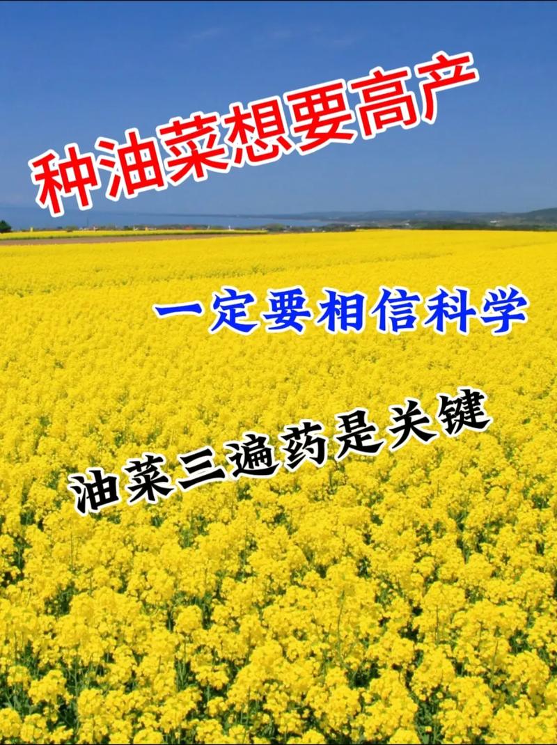 三农持续贡献优质内容方法是什么「抖音种菜赚钱」 三农持续贡献优质内容方法是什么「抖音种菜赚钱」 土壤施肥