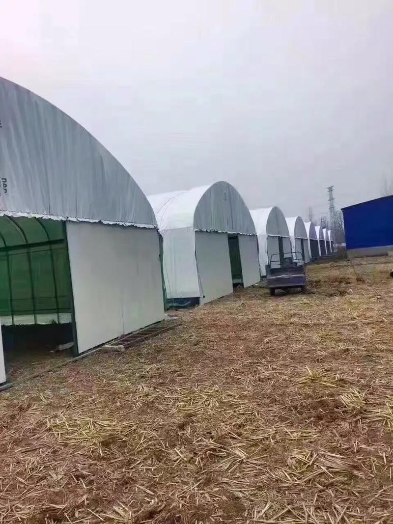 怎么样搭建养蛋鸡大棚「大棚蔬菜种植技巧视频教程」 怎么样搭建养蛋鸡大棚「大棚蔬菜种植技巧视频教程」 番茄种植技巧