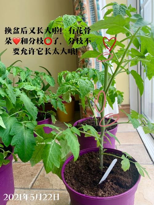 室内西红柿如何授粉「番茄苗室内怎么种植视频」 室内西红柿如何授粉「番茄苗室内怎么种植视频」 番茄种植技巧