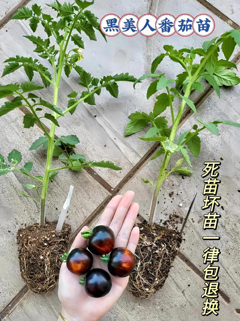 西红柿苗可以在室内种植吗「家庭阳台怎么种植番茄苗视频」 西红柿苗可以在室内种植吗「家庭阳台怎么种植番茄苗视频」 番茄病虫害防治