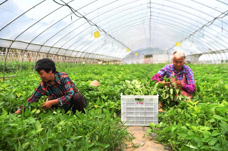 重庆蔬菜种植基地「重庆蔬菜种植技巧和方法视频」 重庆蔬菜种植基地「重庆蔬菜种植技巧和方法视频」 土壤施肥