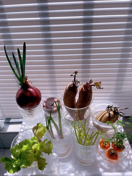 可以水培蔬菜吗？自己在家里怎么水培蔬菜「生活妙招蔬菜种植小技巧视频」 可以水培蔬菜吗？自己在家里怎么水培蔬菜「生活妙招蔬菜种植小技巧视频」 番茄病虫害防治