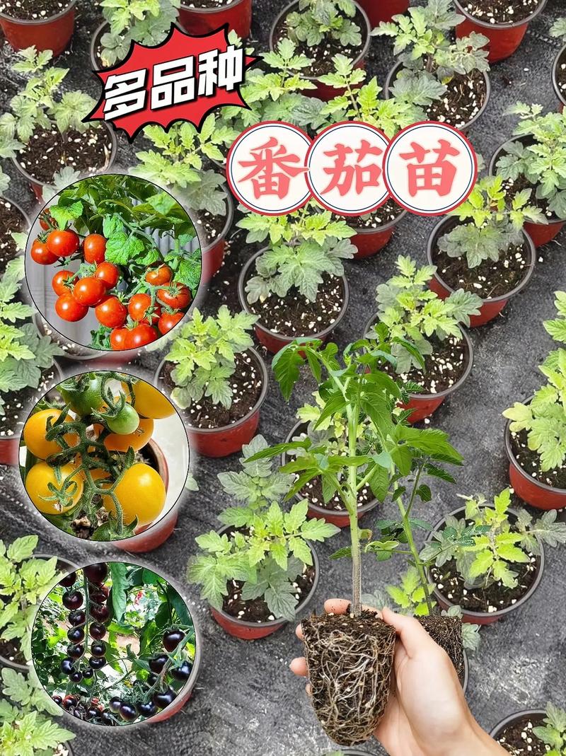 西红柿的种植方法「有机小番茄苗怎么种植视频」 西红柿的种植方法「有机小番茄苗怎么种植视频」 花朵知识