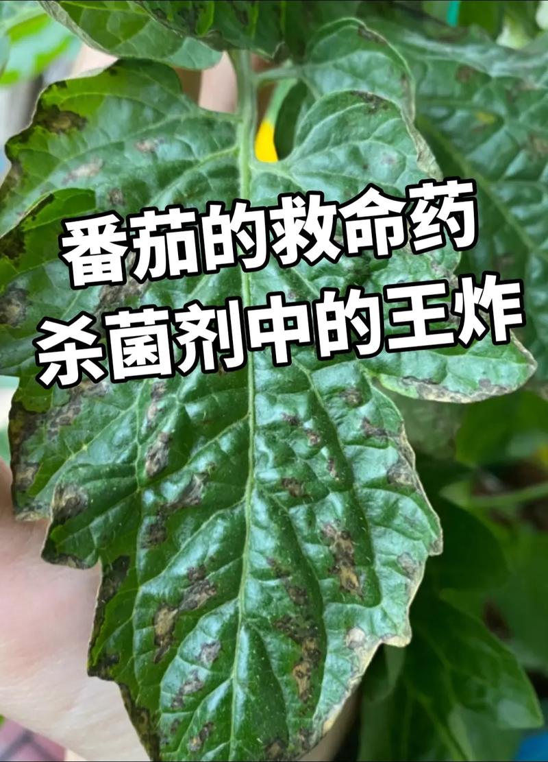 预防西红柿“病毒病”，你有什么好办法?除了药剂预防之外，还有什么其它的办法吗「黄顶番茄种子怎么种植视频」 预防西红柿“病毒病”，你有什么好办法?除了药剂预防之外，还有什么其它的办法吗「黄顶番茄种子怎么种植视频」 土壤施肥