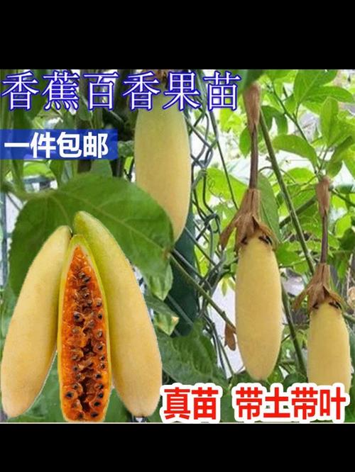 香蕉百香果种植技术「香蕉番茄怎么种植和管理视频」 香蕉百香果种植技术「香蕉番茄怎么种植和管理视频」 种植技巧