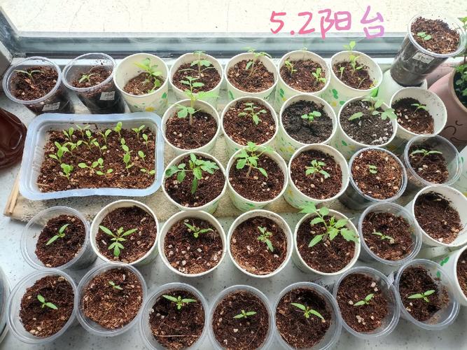 70后的你们在儿童时玩过什么游戏「龙珠番茄怎么种植方法视频」 70后的你们在儿童时玩过什么游戏「龙珠番茄怎么种植方法视频」 土壤施肥