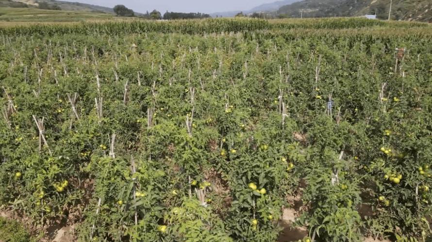 露天栽培西红柿简易搭架方法「番茄田间地头怎么种植视频」 露天栽培西红柿简易搭架方法「番茄田间地头怎么种植视频」 番茄病虫害防治