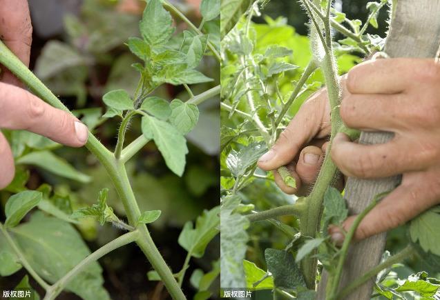 西红柿怎么打理结得多「种植番茄怎么打理的好」 西红柿怎么打理结得多「种植番茄怎么打理的好」 农业常识