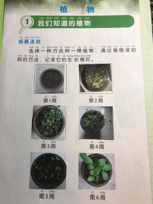 蔬菜庭院简易快速育苗技术要点有哪些「儿童种植蔬菜的记录」 蔬菜庭院简易快速育苗技术要点有哪些「儿童种植蔬菜的记录」 植物种类