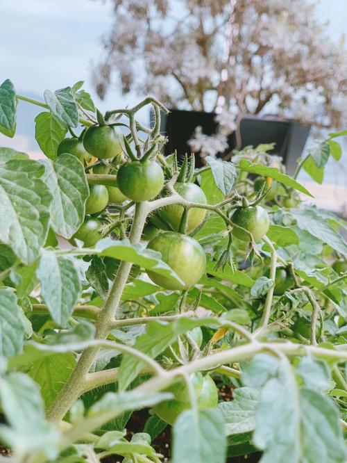 番茄树能在北方种吗「北方番茄怎么种植方法视频」 番茄树能在北方种吗「北方番茄怎么种植方法视频」 种植技巧