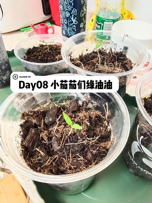 露天的西红柿苗阴天还是晴天移栽「露天怎么种植番茄种子」 露天的西红柿苗阴天还是晴天移栽「露天怎么种植番茄种子」 农业常识