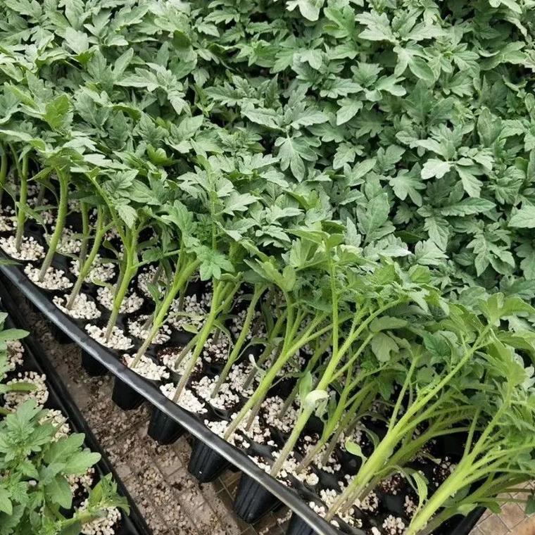 圣女果如何冷链运输「小番茄泡沫箱怎么种植视频」 花朵知识 圣女果如何冷链运输「小番茄泡沫箱怎么种植视频」 圣女果如何冷链运输「小番茄泡沫箱怎么种植视频」 花朵知识