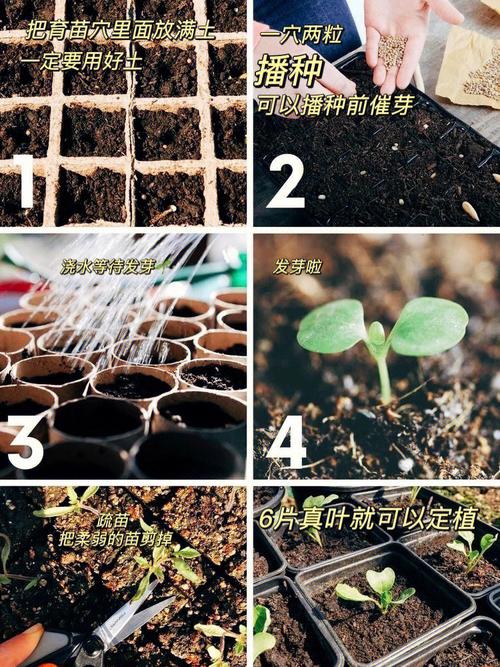 西红柿籽育种方法「番茄小苗怎么移植种植视频」 西红柿籽育种方法「番茄小苗怎么移植种植视频」 植物种类
