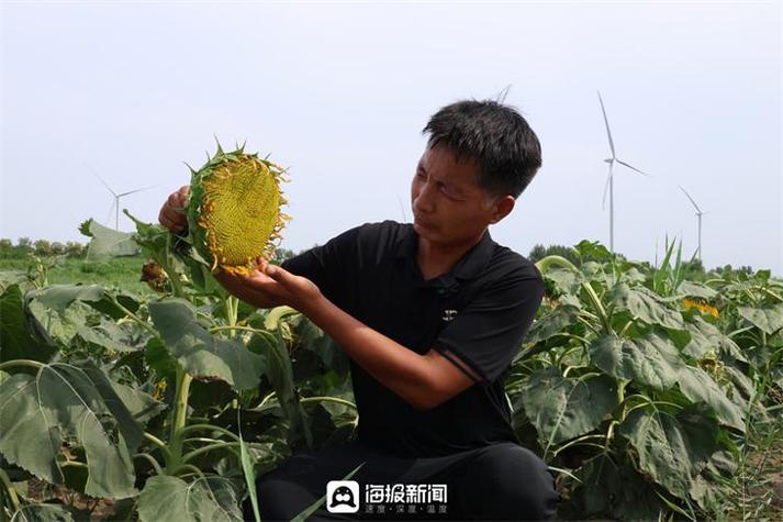 农民怎么可以致富？依靠规模农业可以致富吗「蔬菜种植小妙招」 农民怎么可以致富？依靠规模农业可以致富吗「蔬菜种植小妙招」 土壤施肥