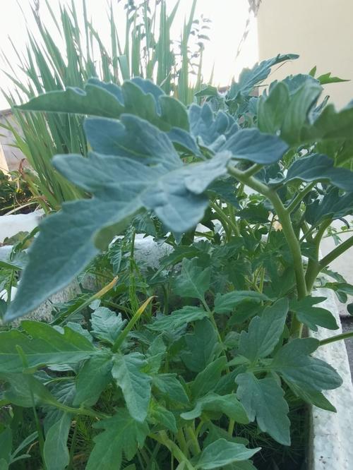 芦笋营养价值你知道多少「芦笋怎么种植番茄视频教程」 芦笋营养价值你知道多少「芦笋怎么种植番茄视频教程」 农业常识