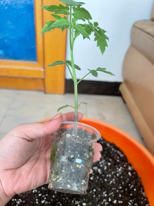发芽后的西红柿苗应如何管理「番茄种子发芽后怎么种植视频」 发芽后的西红柿苗应如何管理「番茄种子发芽后怎么种植视频」 花朵知识