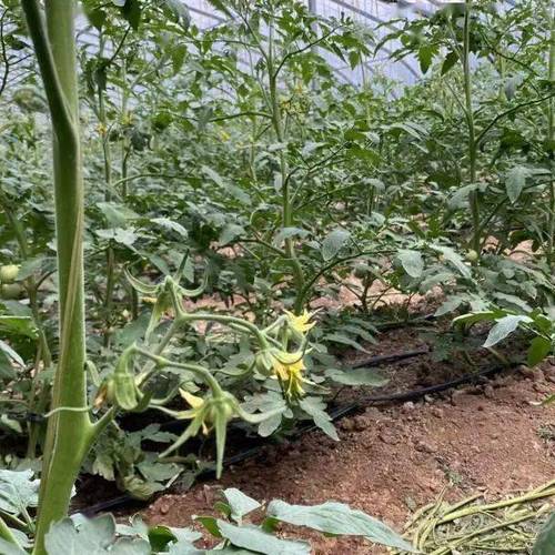 西红柿定植以后管理方法，和温度「番茄苗种植后怎么管理好」 西红柿定植以后管理方法，和温度「番茄苗种植后怎么管理好」 植物种类
