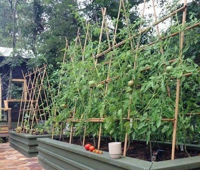 西红在院子里能种吗「番茄树在庭院怎么种植视频」 西红在院子里能种吗「番茄树在庭院怎么种植视频」 花朵知识