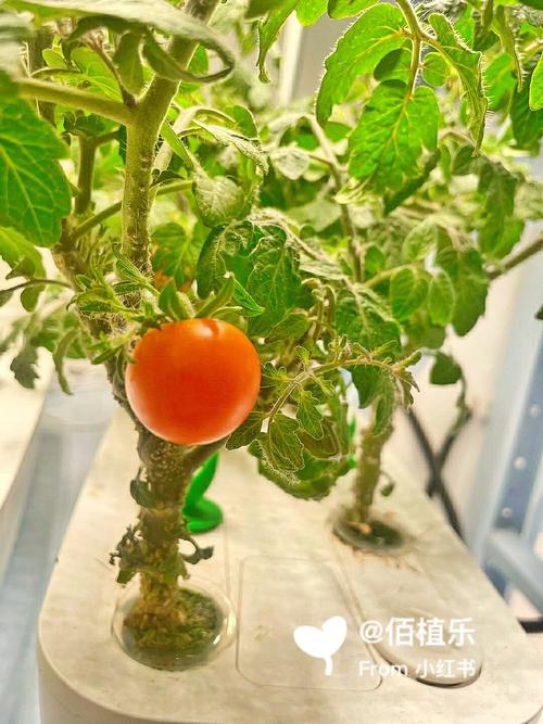 苏北阳历十一月适合种什么「黄冠大番茄种子怎么种植视频」 苏北阳历十一月适合种什么「黄冠大番茄种子怎么种植视频」 农业常识