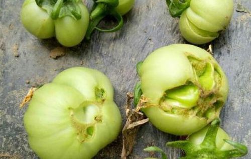 自家种的西红柿为何不熟就开始烂「番茄坏了怎么种植的呢视频」 自家种的西红柿为何不熟就开始烂「番茄坏了怎么种植的呢视频」 花朵知识