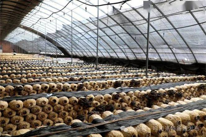 蔬菜大棚与食用菌大棚混建在一起，有什么缺点或者影响吗「蔬菜种植小技巧蘑菇图片」 蔬菜大棚与食用菌大棚混建在一起，有什么缺点或者影响吗「蔬菜种植小技巧蘑菇图片」 土壤施肥