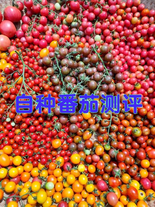 说说，在减肥阶段做过哪些匪夷所思的事「冰淇淋番茄怎么种植的视频」 说说，在减肥阶段做过哪些匪夷所思的事「冰淇淋番茄怎么种植的视频」 花朵知识