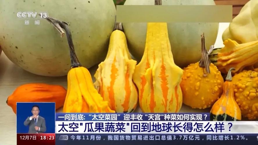 太空红钻番茄怎么育苗「太空番茄怎么种植视频」 太空红钻番茄怎么育苗「太空番茄怎么种植视频」 土壤施肥