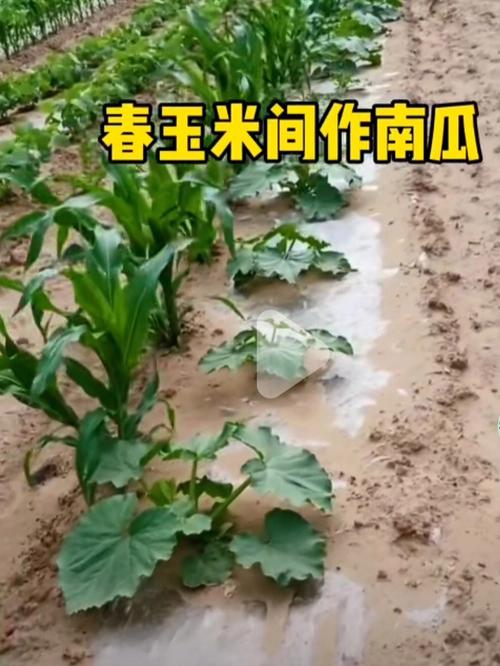 冬暖棚番茄如何套种冬瓜「蔬菜种植技巧番茄图片大全」 冬暖棚番茄如何套种冬瓜「蔬菜种植技巧番茄图片大全」 土壤施肥