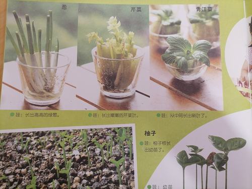 怎样盆栽蔬菜「蔬菜种植技巧盆栽图片」 怎样盆栽蔬菜「蔬菜种植技巧盆栽图片」 种植技巧