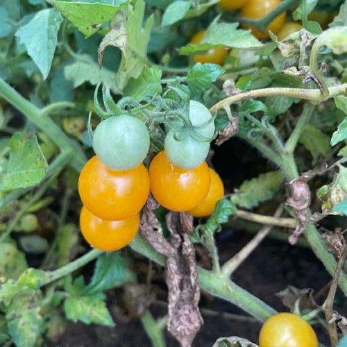 绿色西红柿和红色的西红柿有什么区别「日本怎么种植番茄的图片大全」 绿色西红柿和红色的西红柿有什么区别「日本怎么种植番茄的图片大全」 种植技巧