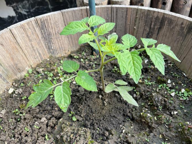 西红柿种子育苗的技巧和方法「番茄种植怎么育苗视频」 西红柿种子育苗的技巧和方法「番茄种植怎么育苗视频」 农业常识