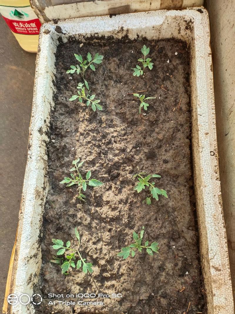 西红柿与韭菜可不可以一起种植「盆栽番茄韭菜怎么种植视频」 西红柿与韭菜可不可以一起种植「盆栽番茄韭菜怎么种植视频」 农业常识