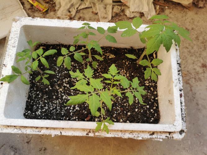 育西红柿泡沫箱育苗方法「泡沫箱怎么种植番茄视频」 育西红柿泡沫箱育苗方法「泡沫箱怎么种植番茄视频」 植物种类