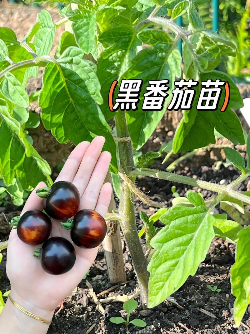 黑珍珠番茄种植方法「红珍珠小番茄怎么种植的」 黑珍珠番茄种植方法「红珍珠小番茄怎么种植的」 花朵知识