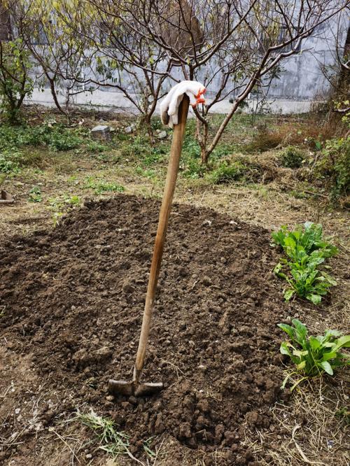 多年的荒废工地，可以开荒种菜吗「荒废田地蔬菜种植小技巧视频」 多年的荒废工地，可以开荒种菜吗「荒废田地蔬菜种植小技巧视频」 番茄病虫害防治
