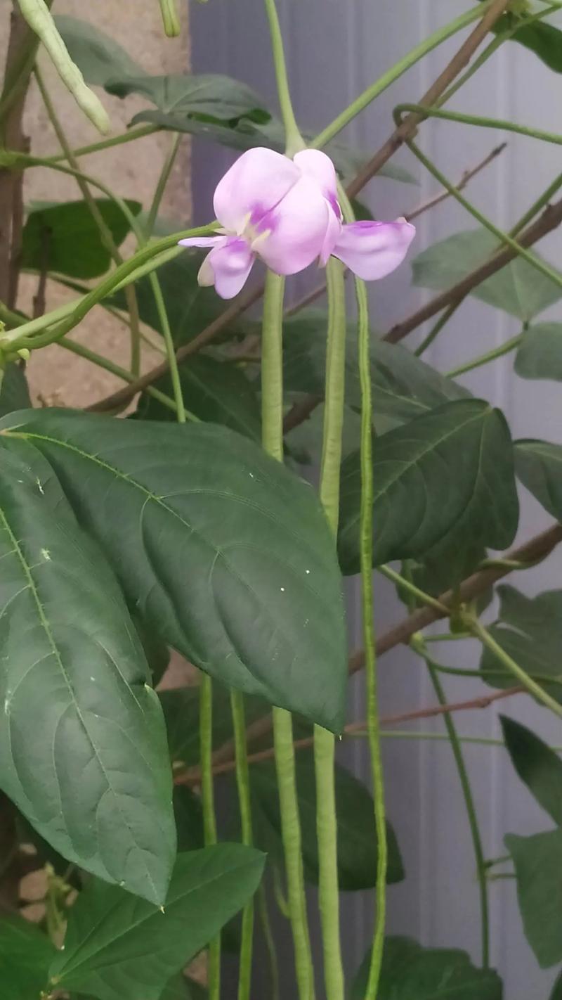 农村老话“瓜菜半年粮”该如何理解「种植番茄小记怎么写作文」 农村老话“瓜菜半年粮”该如何理解「种植番茄小记怎么写作文」 土壤施肥