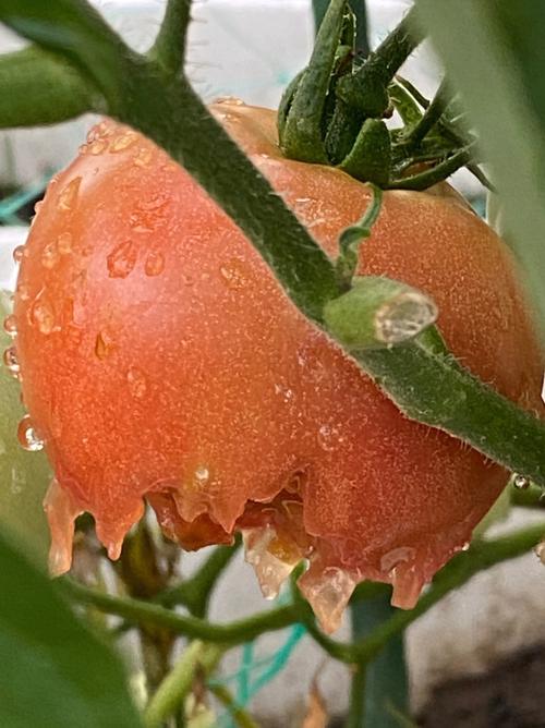 露天种植的西红柿红了怕鸟吃,用塑料袋子包裹行吗「种植番茄怎么防虫害」 露天种植的西红柿红了怕鸟吃,用塑料袋子包裹行吗「种植番茄怎么防虫害」 种植技巧