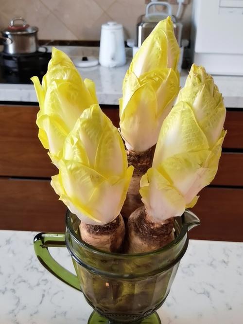 菊苣菜的吃法「油壶种大番茄怎么种植视频」 菊苣菜的吃法「油壶种大番茄怎么种植视频」 植物种类