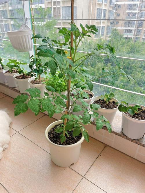 盆栽番茄的种植方法「用花盆种植番茄怎么种植」 盆栽番茄的种植方法「用花盆种植番茄怎么种植」 土壤施肥