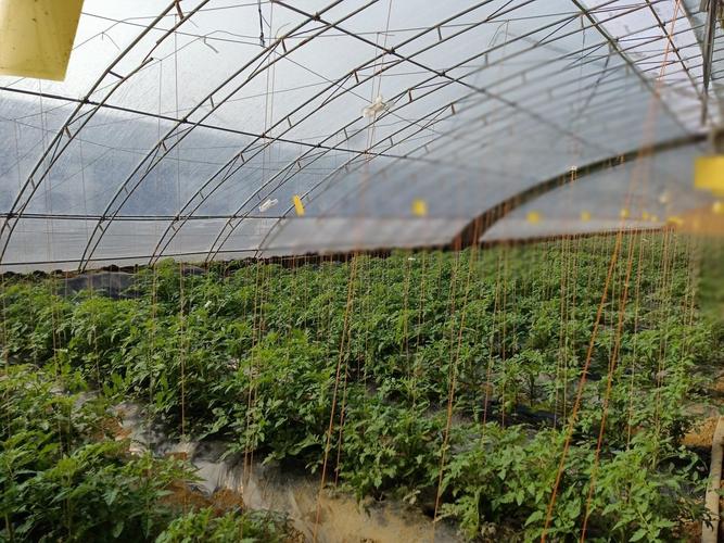 冷棚西红柿怎么种植管理「温室小番茄树怎么种植视频」 冷棚西红柿怎么种植管理「温室小番茄树怎么种植视频」 土壤施肥