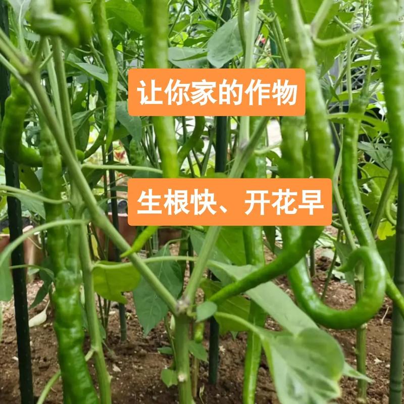 西红柿茄子辣椒可以一起种植吗「番茄和海椒怎么种植视频」 西红柿茄子辣椒可以一起种植吗「番茄和海椒怎么种植视频」 土壤施肥
